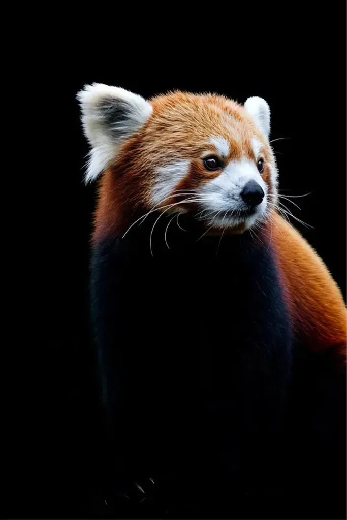 hjlWmfH9xXTc8yO8XduknLhpQ